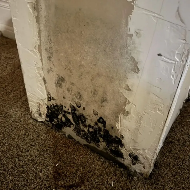 Professional Mold Removal in Wasco, CA